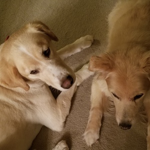 Fundraising Page: Karen Casciotti